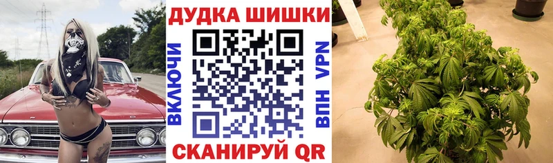 Купить закладки  Приозерск  Марихуана сатива 